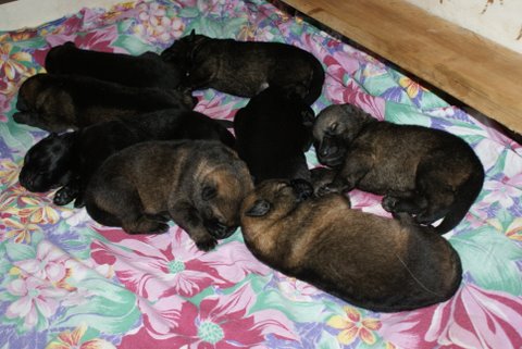 Photos Chiots nés le 30/07/09
