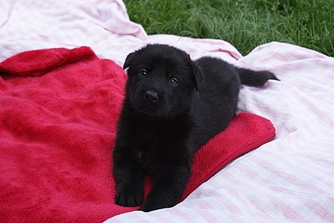 du Waldonyx - Berger Allemand - Portée née le 30/07/2009